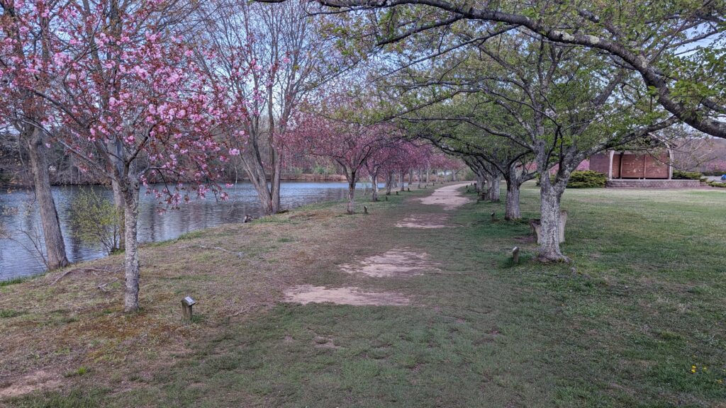 Cherry blossoms in April at Horseshoe Lake, Roxbury New Jersey